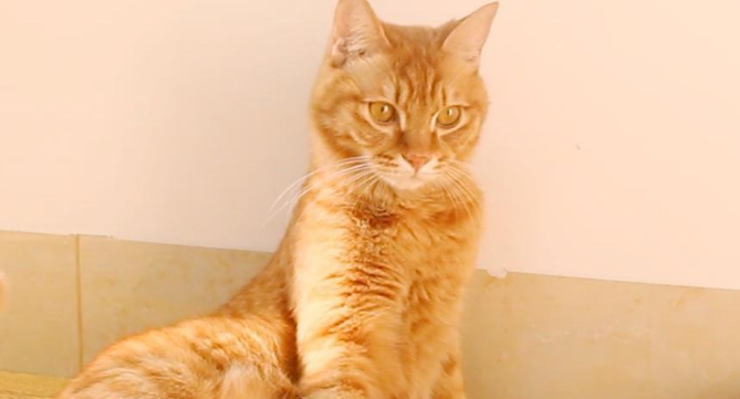 猫咪恶作剧是因为什么 猫咪恶作剧是因为什么