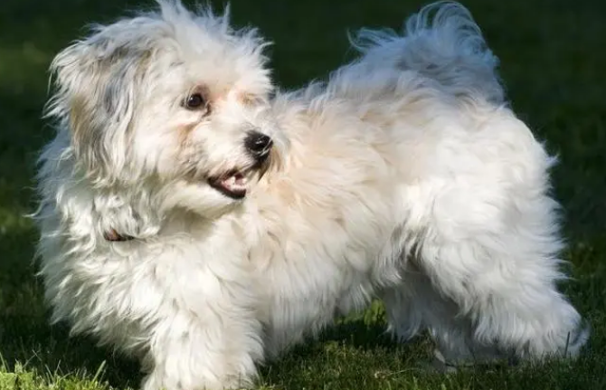 哈瓦那犬耳朵怎么清洁？该怎么做？