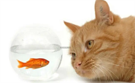 猫为什么喜欢趴在鱼缸边睡觉