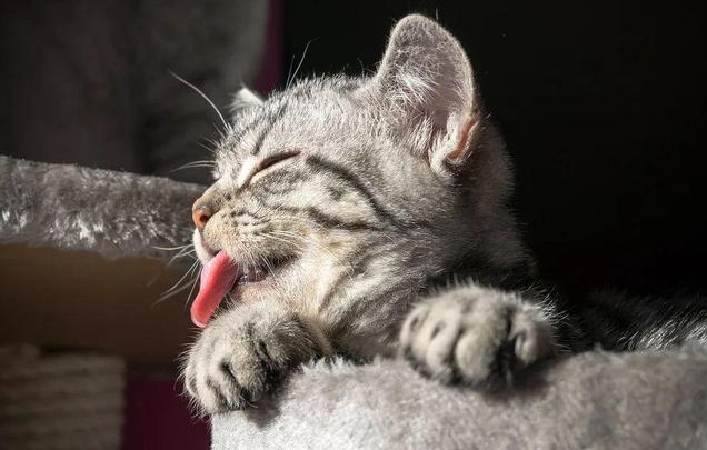 猫咪为什么要打咕噜呢