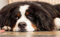 伯恩山犬发烧怎么办?这里有解决办法~