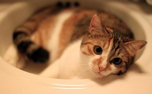 猫砂盆风水摆位 猫砂盆风水摆位