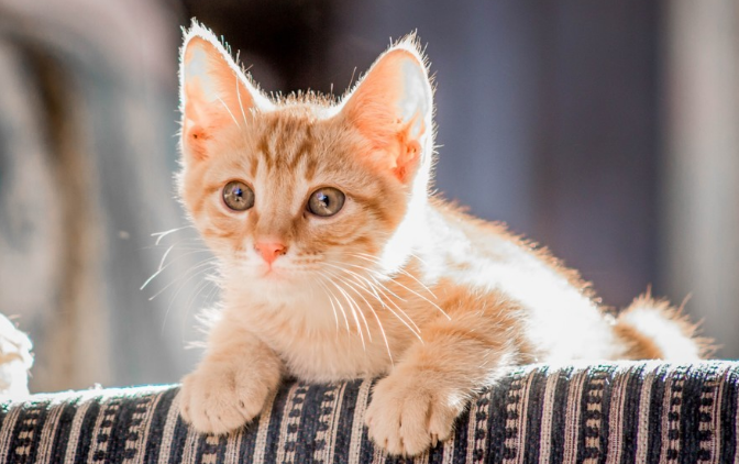 8个月的猫咪相当于人类的多少岁