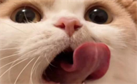 猫咪舔不到自己下巴吗