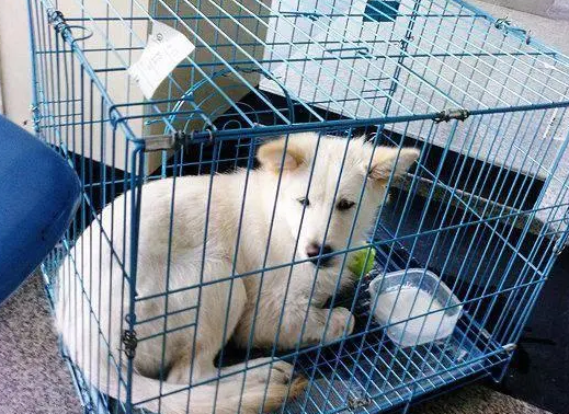 宠物狗托运大概要多少钱