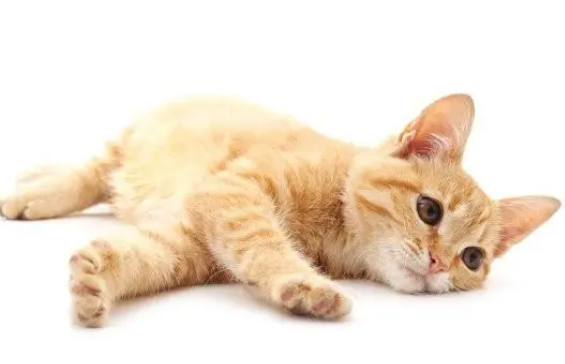 猫咪肠胃不好?抵抗力低?一餐一杯喵态生骨肉帮你解决难题 猫咪肠胃不好?抵抗力低?一餐一杯喵态生骨肉帮你解决难题