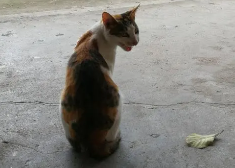 猫咪长大以后是什么样呢