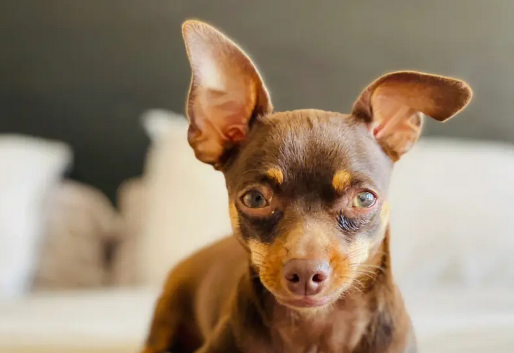小鹿犬怎么洗澡是正确的，你们学会了吗？