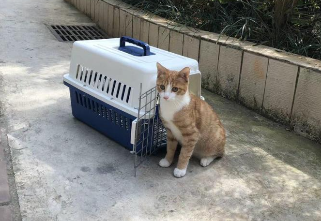 顺丰托运宠物需要什么条件才能托运 顺丰托运宠物需要什么条件才能托运