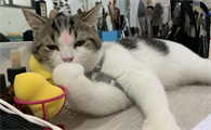 小学生能养猫吗