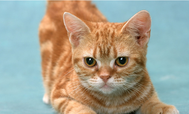 公猫为什么特别粘人