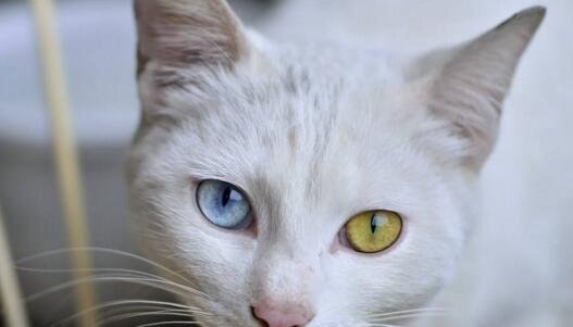 土猫有蓝眼睛的吗