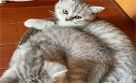 2个多月猫可以经常抱吗