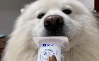 酸牛奶狗狗可以喝吗