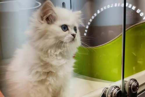 猫咪为什么好奇心那么重