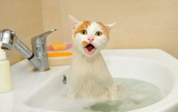 猫咪需要每天洗澡吗 猫咪需要每天洗澡吗