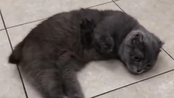 女子为“陌生猫咪”花全部积蓄,安装假肢“成为猫最贵的脚” 女子为“陌生猫咪”花全部积蓄,安装假肢“成为猫最贵的脚”