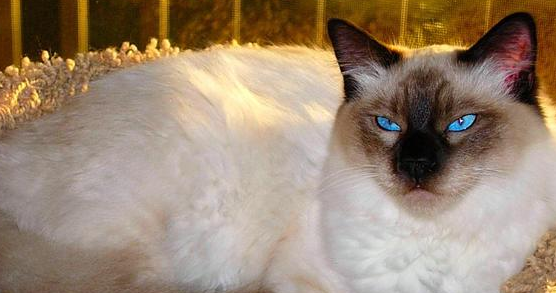 巴厘猫怎么看是否纯种?各位铲屎官别错过 巴厘猫怎么看是否纯种?各位铲屎官别错过