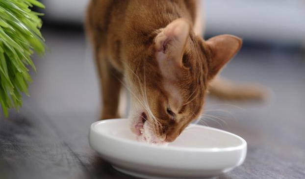 宠物猫可以吃乳鼠吗 宠物猫可以吃乳鼠吗