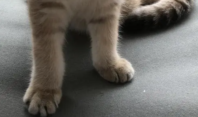 猫咪鼓起腿是为什么原因