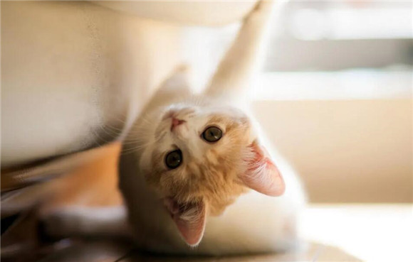 猫咪走路脚尖着地是为什么