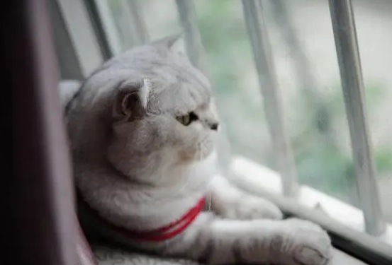 猫咪活泼会孤独吗为什么呢