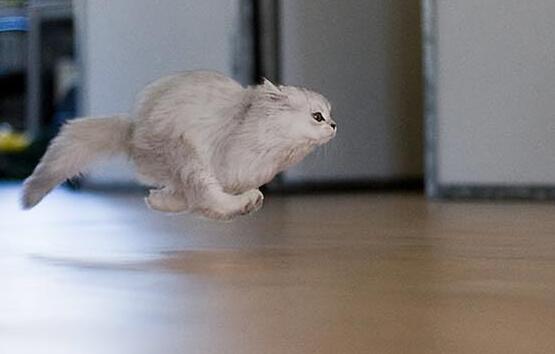 猫咪为什么会骑胳膊走路呢