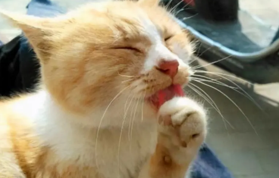 猫咪舌头舔爪子是为什么呢