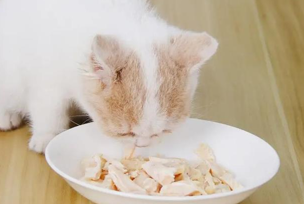 猫为什么不吃白水煮鸡胸肉 猫为什么不吃白水煮鸡胸肉