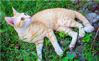 猫咪春天为什么狂叫呢怎么回事