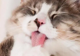 猫咪经常咳嗽卡卡的怎么回事