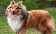苏格兰牧羊犬感冒吃什么药？来看看吧