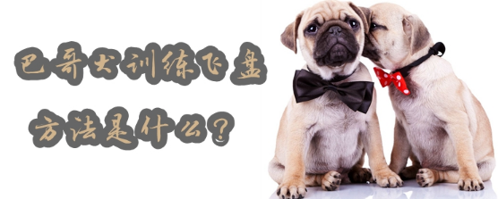 巴哥犬训练飞盘方法是什么？训练方法如下