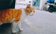 宠物猫丢了找回来的好方法