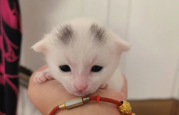 免费领养小奶猫一只 免费领养小奶猫一只