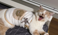 猫咪睡觉要用衣服吗为什么呢