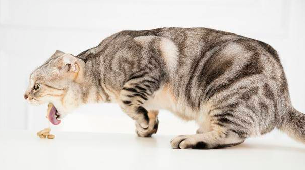 猫咪为什么体内会有毛球呢