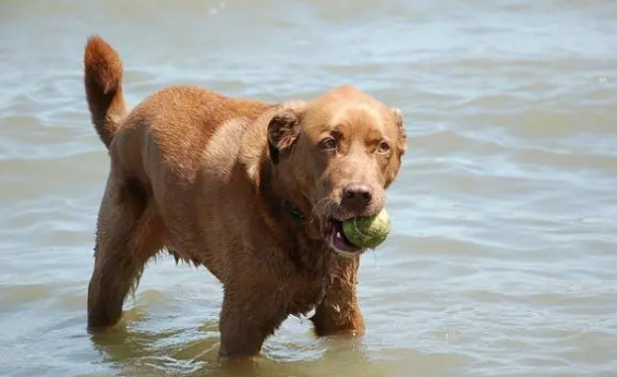 宠物知识:乞沙比克猎犬得了疝气怎么办? 宠物知识:乞沙比克猎犬得了疝气怎么办?