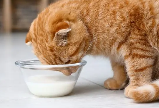 猫咪能吃酸奶吗