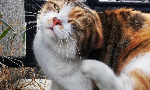 猫咪身上痒一直挠怎么办