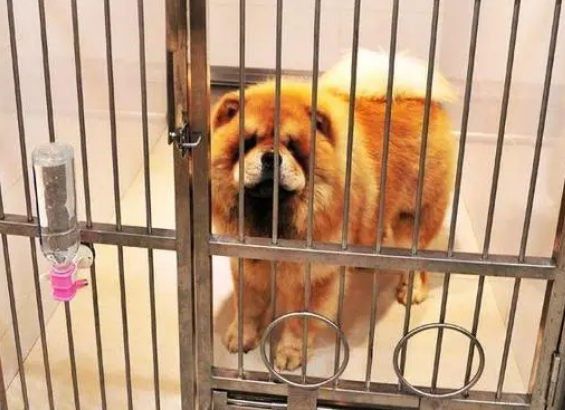 狗狗寄养多少钱一天