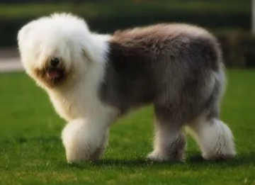 古牧犬怎么养？饲主来看看吧