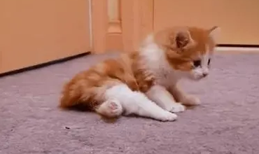 猫的后腿站不起来了拖着走怎么治