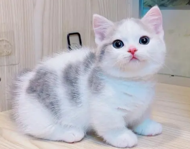 矮脚猫多少钱一只幼崽啊