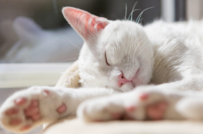 猫的脚为什么出汗