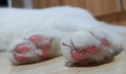 猫咪脚为什么会干净 猫咪脚为什么会干净