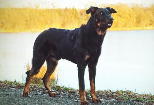 法国狼犬乱吠叫怎么办？来这里看看吧