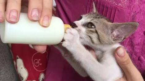 猫咪为什么爱喝奶粉呢 猫咪为什么爱喝奶粉呢
