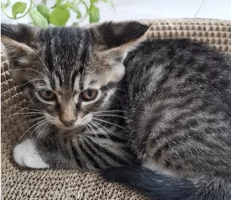 狸花猫幼猫怎么看品相?看看与你的标准是否一致 狸花猫幼猫怎么看品相?看看与你的标准是否一致