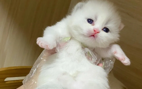 人工喂养小奶猫技巧有哪些？这些细节要注意！